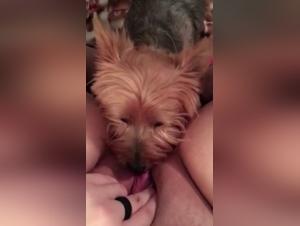 Damn and her dog: Hardcore animal orgy