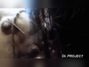 Danna Mexzoo: Extravagant Animal Desires