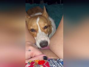 Decadent Licking: The Joy of an Animal Bondage