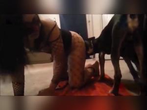 Delices Bruts: Animal Power in Action