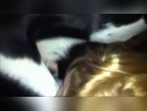 Demonic delights: A bestial fuck in the marital bed