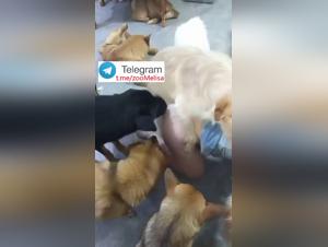 Demonic Delights: Chinese Canine Obsession Part 2