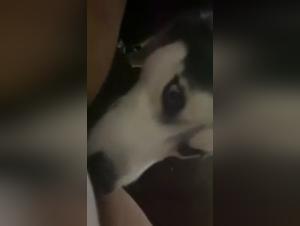 Demonic Zoophilia: The Dog Devours Human Flesh