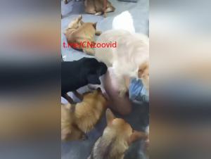 Desir Forbidden: Intense Doggy Fuck - Part 2