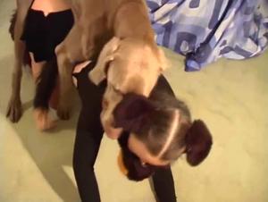 Desiring Bitch surfs canine pleasure