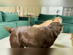 Diabolic delights: blood and dog