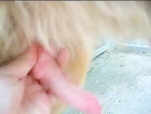 Discovery of an exciting bestiality video