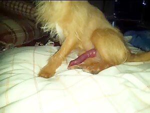 Dog and his mistress: a story of bestiality