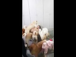 Dog and mistress in a beastly threesome