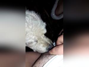 Dog Brutal Sex: Bestial exploration