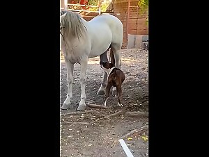 Dog cum hardcore with friends