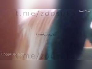 dog explosions - demonic whore