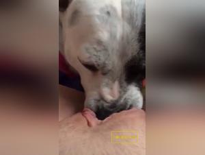 Dog Fetish: Unveil Unfathomable Desires