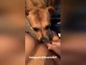 Dog Fucker Teen implores fiercely