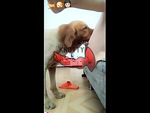 Dog fucks girl amateur fucking animals