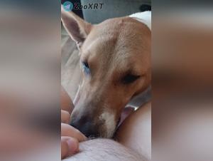 Dog Lick Hardcore - Bestiales porn videos