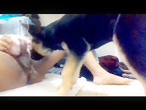 Dog licking balls & butt