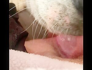 Dog licking hairy pussy