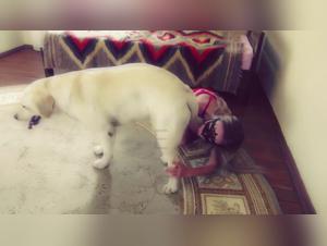 Dog Porn: Dogsex artofzootography - Sonya, Little Overalls