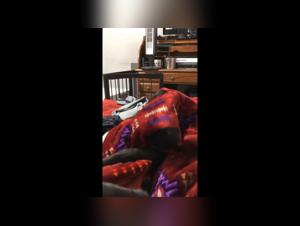 Dog Porn: prohibited desires, wild pleasures