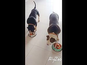 Dog preparation: a story of bestiality