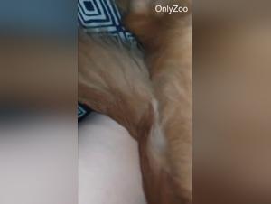 Dog Sex Homemade: Insatiable desire