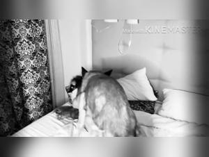 Dog Sex Medications - Dog and Woman Sex, Hit Series