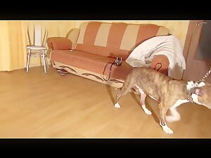 Dog submissive to his dominant mistress