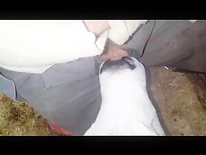 Dog submissive to his mistress in a beastly video