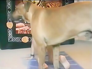 Dog training (improved quality)