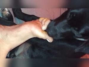 Dogcock Domination: uncontrollable canine fury