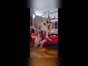 Doggie Style Extrema: Bestial Desire Unveiled