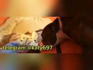 Doggirl Hardcore: the limits of broken desire