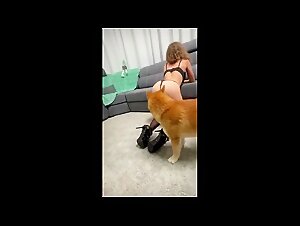 Dogs engage in female debauchery: an explosion of animal passions