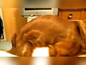 Dogs sex drive explained for dog lovers, how to last long in almond