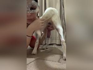 Dogvideos: wild animal pleasure