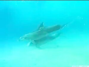 Dolphins in privacy