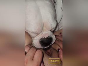 dominated crowds, violent dogs and insatiable desire