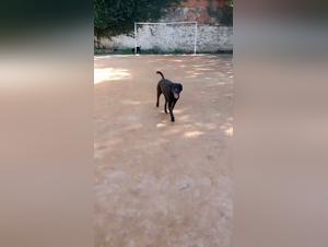 Dominating Dog Sex in Brazil: Your Practical Guide