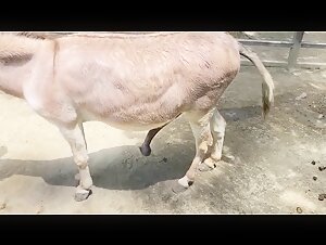 Donkey with a huge flaming tail. Oh my god, his cock head is giant!