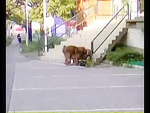 Drunk female dog tries to mate with stray dog