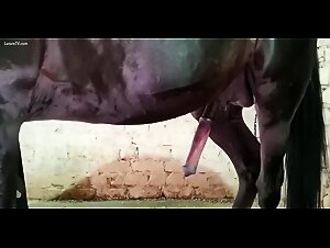 Equestrian Obsession: Beastiality Without Reservations