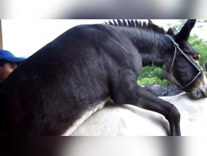 Equine Delights: Raw domination and animal pleasure