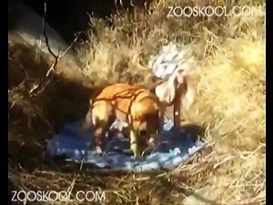 Erotic Angel - Zooskool