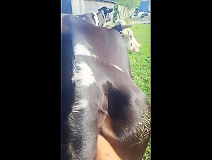 Erotic Bestiality: A Cow Unleashed