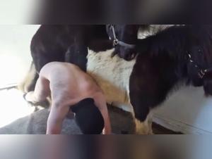 Erotic bestiality: Hardcore Gay Horse Horse