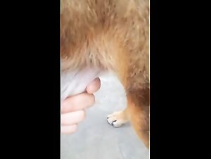 Erotic massage with a beautiful Brazilian dog