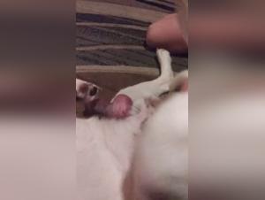 Escototes and their dogs: Wild Bestial Delights