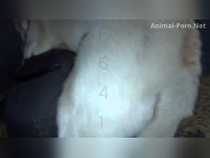 Exacerbated animality: The apogee of canine desire