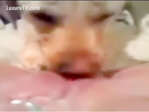 Excited dog takes care of a woman